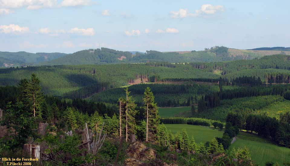 Blick in die Forstbach
T.Pilecki 2008